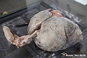 VBS_2659 - Polmoni di un non fumatore - Mostra Body Worlds